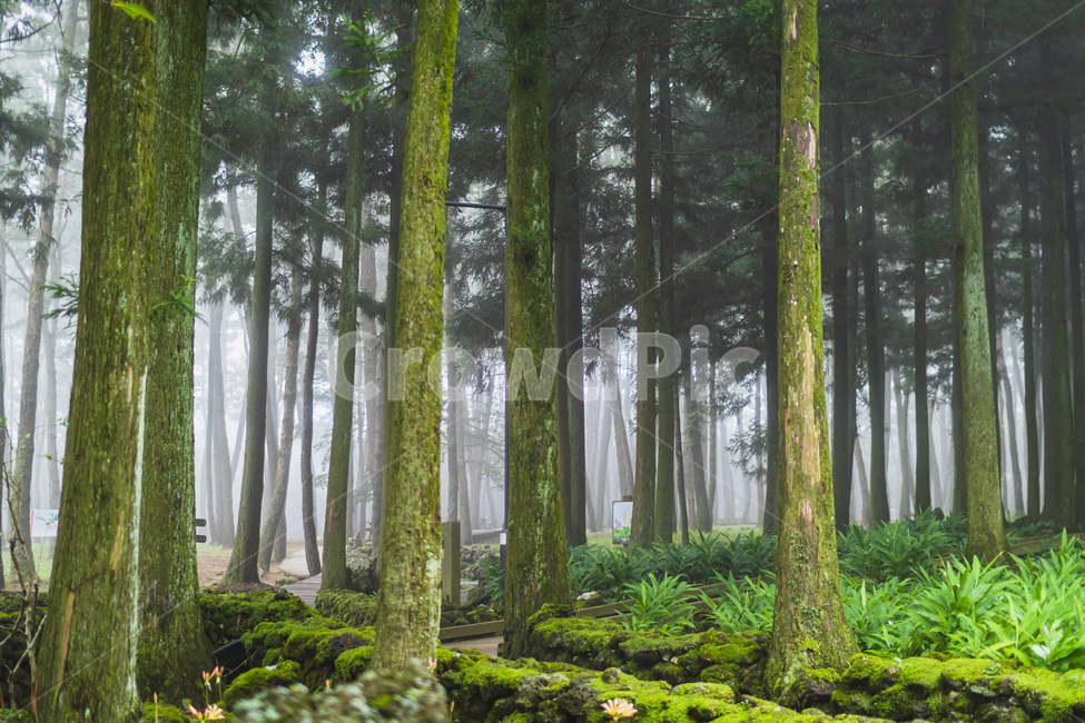 horizontal,mist,leaf,season,fog,scenery,outdoor,background,trees,park,wood,woods,beautiful,environment,green,landscape,tree,forest,nature,초목,식물,나무,숲,자연,삼림지,woodland,작은숲,식물,자연,plants,nature,나무,trees,wood