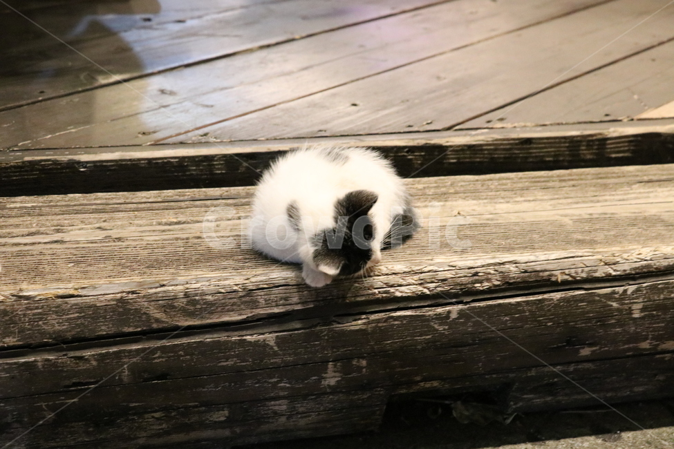 kitten,stray cat,cat,night,baby,animal,nap,cute