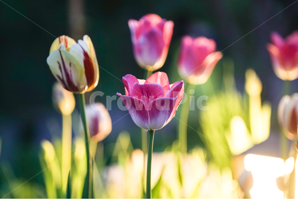 꽃,봄,4월,spring,april,봄,계절,spring,season,식물,자연,plants,nature,꽃,flower,plant