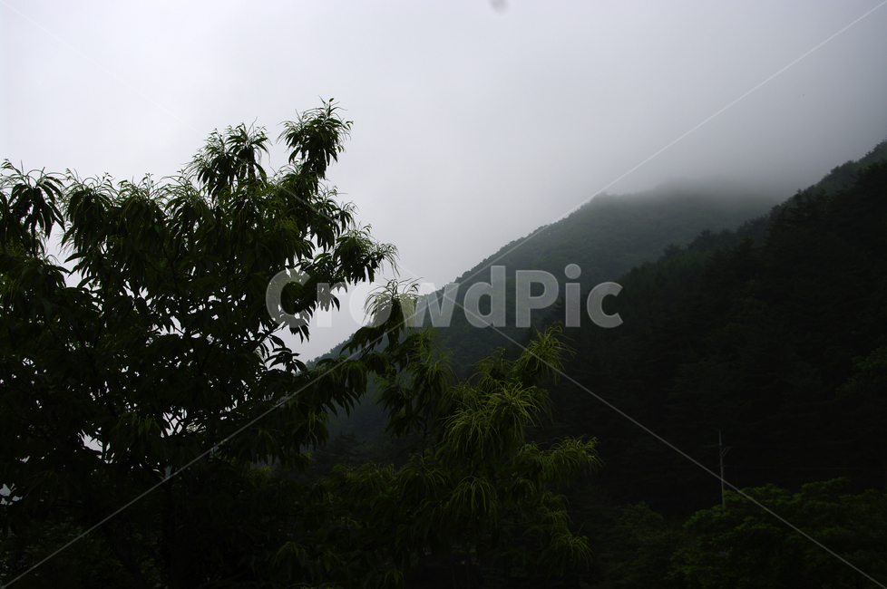 밤나무,나무,식물,plamt,밤꽃,자연,풍경,nature,landscape,outdoors,옥외