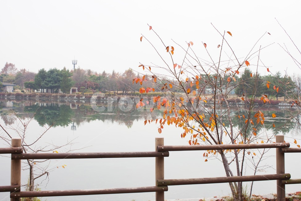 나무,공원,물,하늘,가을,호수,옥외,자연,tree,park,water,sky,fall,lake,outdoor,nature,plant,식물