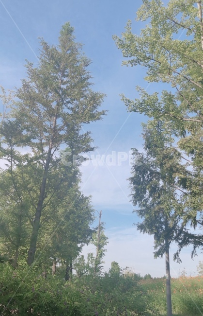 가을,나무,공원,자연,한적,자연,풍경,nature,landscape,식물,plants,나무,trees,wood,tree,plant,fir,전나무