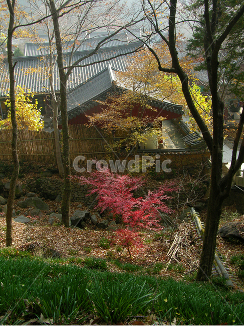 지리산,나무,산,숲,자연,풍경,가을,쌍계사,절,지붕,기와,종교,불교,풀,잡초,나무기둥,집,하우스,기와집,담,돌담,담장,숲속,단풍,한국,대한민국,전통,건축,건설,건물,한국전통,한국문화,korean traditional,korean culture,건축물,건물외관,exterior,building,structure,architecture,construction