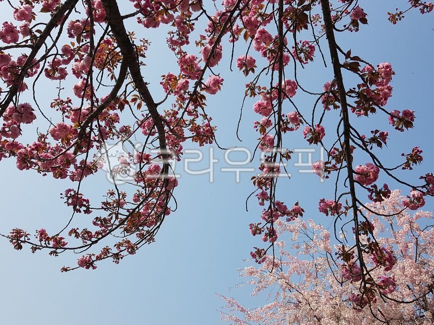 sky,spring,Cherry Blossom,blossom,nature,plant,pink flower,flower