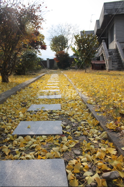 은행나무,은행낙엽,길위낙엽,은행나무낙엽,가을낙엽,가을은행나무,ginkgo,ginkgoleaves,fallenleaves,ginkofallenleaves,은행잎