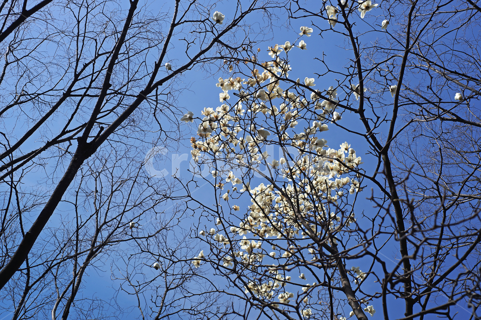 목련,봄,하얀색,하얀목련,목련나무,kobusmagnolia