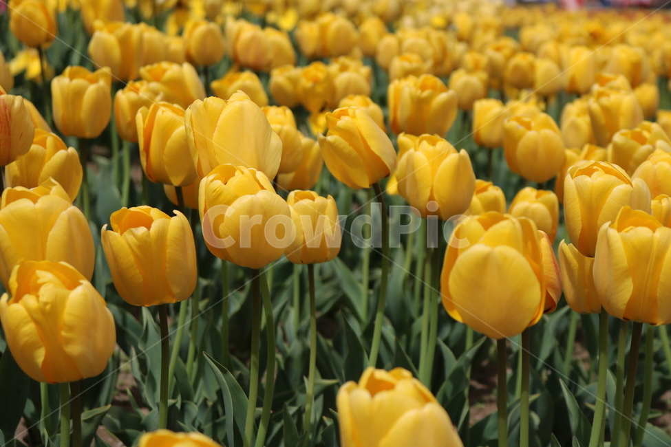 튤립,봄꽃,tulip,spring,튤립축제,flowers,식물,공원,꽃축제,배경,노란색,colorful,beautiful,yellow,가든,화단,정원,봄,자연,꽃,plants,nature,landscape,식물,자연,plants,nature,꽃,flower