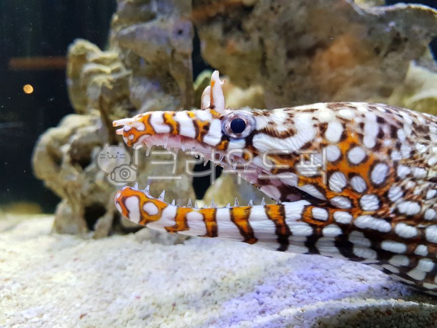 snakehead,Colorless,fish,underwater,marine life