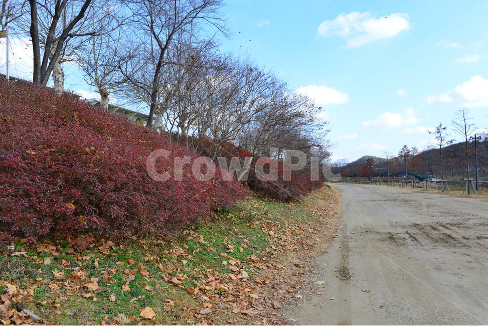 담양,관방천,ground,바닥,plant,식물,tree,나무,dirtroad,흙길,gravel,자갈,road,도로