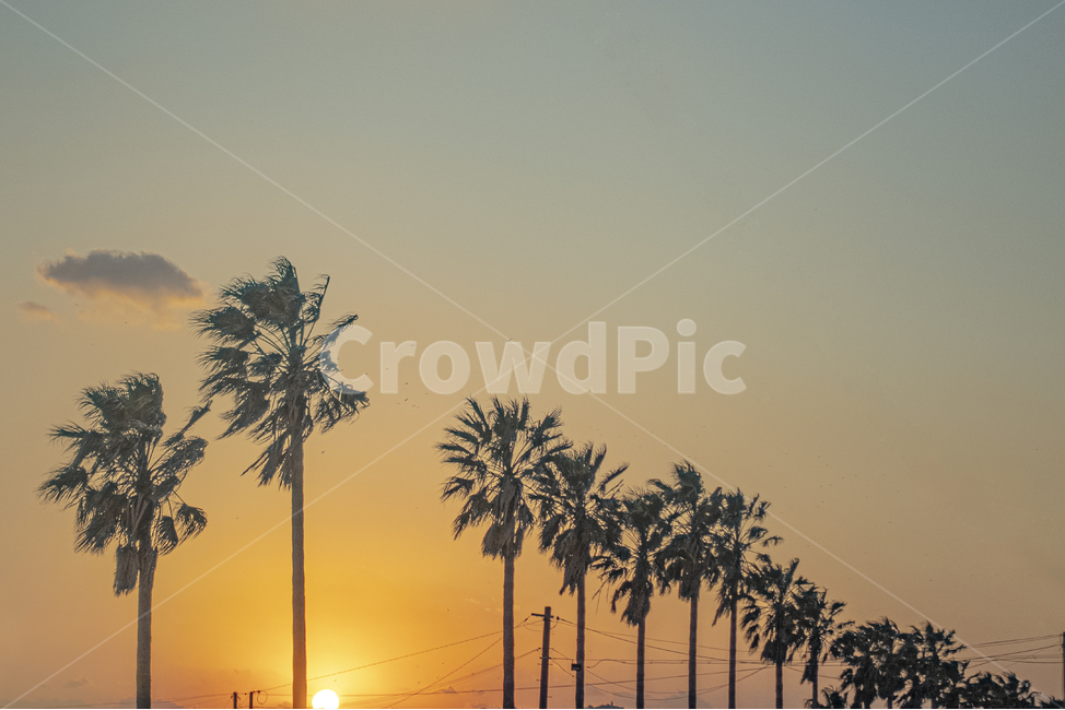 nature,자연,outdoors,옥외,tree,야자수,palmtree,식물,plant,나무,arecaceae,제주도,야자나무