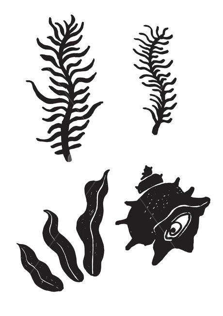 해양생물,sea,미역,뿔소라,뿔고둥,소라,해초,톳,나물,해산물,바다생물,벡터,vector,design,제주,jeju,island,그래픽,일러스트레이션,graphic,illustration