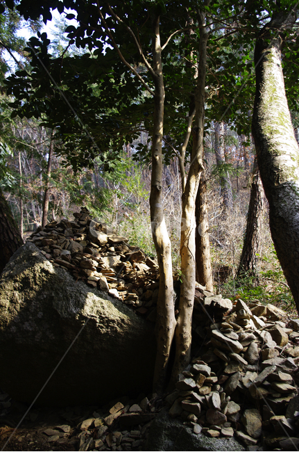 나무,자연,식물,tree,plant,돌