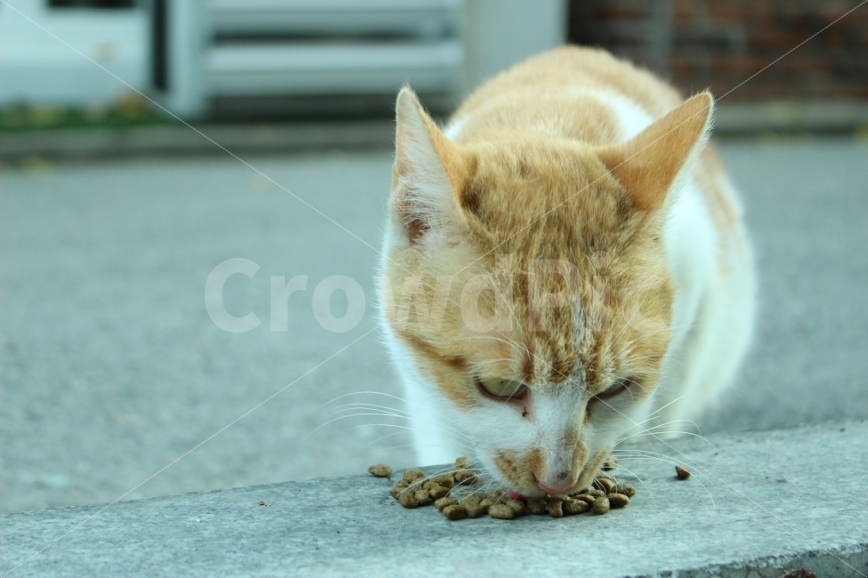 길고양이,유기묘,고양이,캣대디,캣맘,동물,animal,고양이,cat,kitten,kitty,포유류,mammal