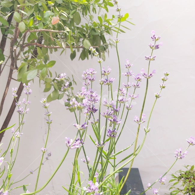 꽃,식물,감성,flower,ornament,plant,라벤더,보라꽃,자연,flowerarrangement,꽃꽂이