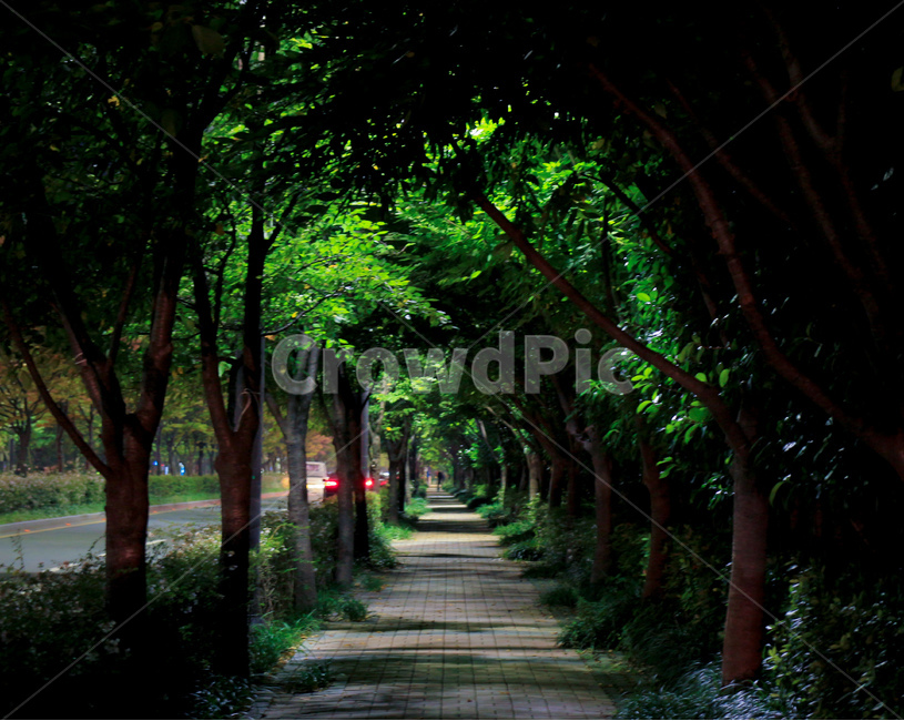 도보,인도,나무,숲,초록,야경,밤,가을,자연,풍경,nature,landscape,garden,정원,outdoors,옥외,arbour,정자