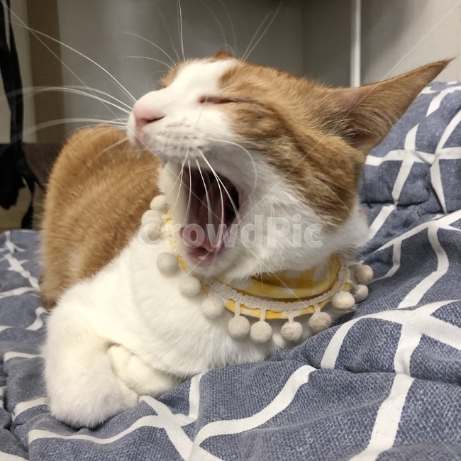 고양이,cat,하품,하품하는고양이,지루함