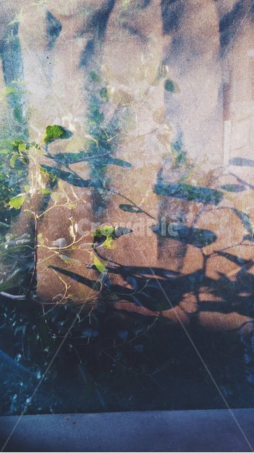 색,빛,식물,오후,풍경,힐링,휴식,식물,자연,plants,nature