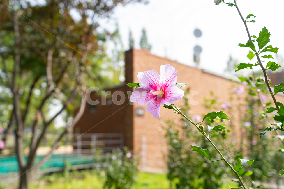 무궁화,꽃,선유도,가을,식물,flower,roseofsharon