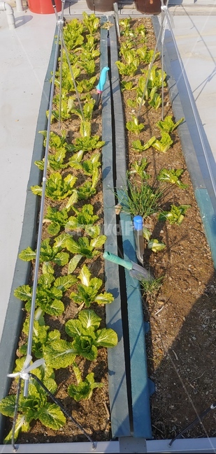 plant,식물,텃밭,밭,모종삽,화분,흙,돌,농사,농산물