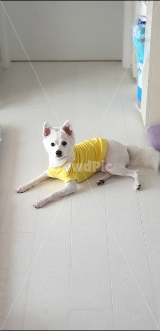 강아지,애기,멍멍이,댕댕이,새끼강아지,애견,발바닥,애교,동물,animal,포유류,mammal,개,강아지,dog,doggy