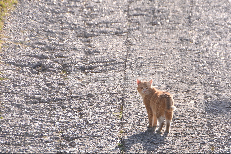 길,길고양이,길냥이,시선,부산,동물,animal,포유류,mammal,고양이,cat,kitten,kitty