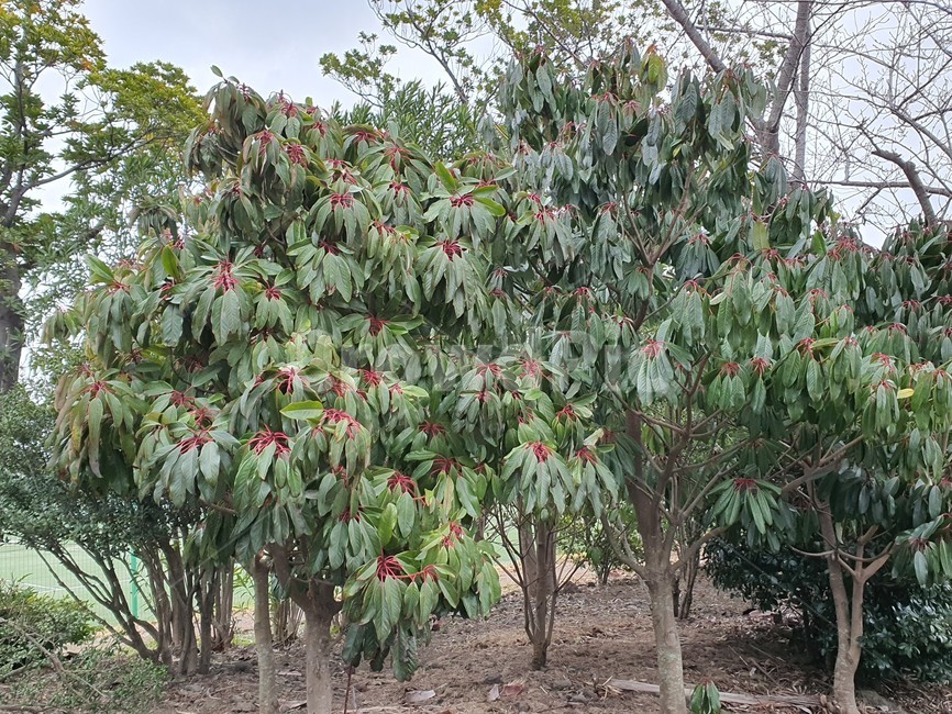 나무,tree,plant,식물,food,제주도