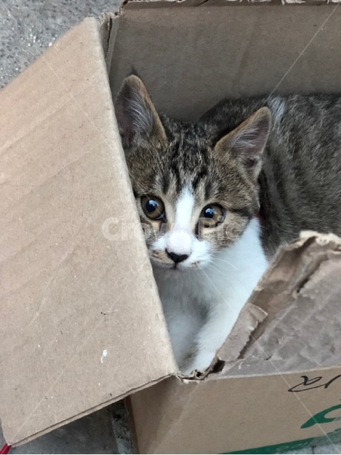 고양이,상자,줄무늬,귀여움,눈동자,cat,box,lookat,eye,cute,stripe,white,mixcolor,반려묘