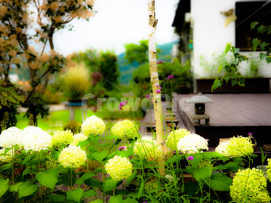 자연풍경,화단,꽃밭,수국,에나멜수국,flower,landscape,hydrangea