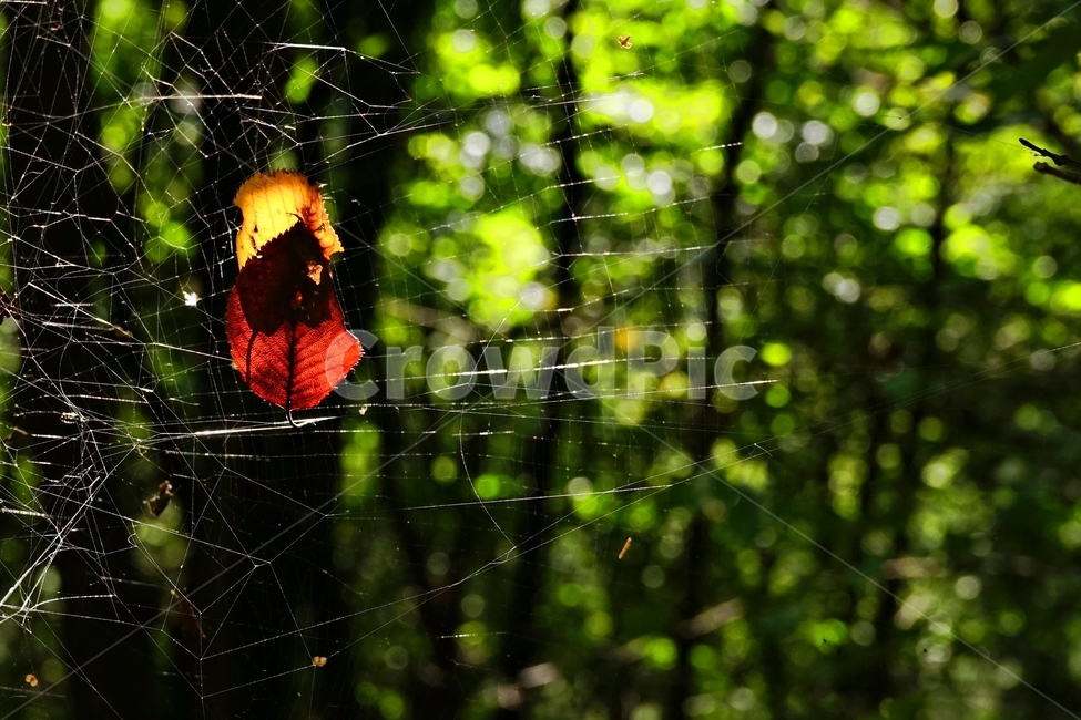 숲,낙엽,거미줄,초가을,spiderweb,web,redleaf,yellowleaf,fallingleaves,autumn,earlyfall,forest,가을,계절,fall,autumn,season,식물,자연,plants,nature,감성,sensible,feeling