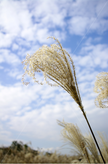 공원,식물,plant,가을,억새,자연,nature,하늘,구름,식물,자연,plants,nature