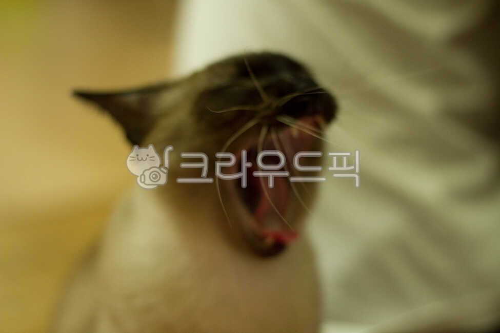 siamese cat,cat,animal,pet