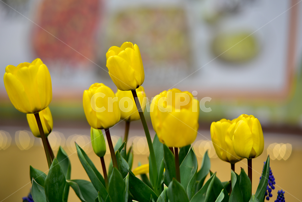 튜울립,튤립,꽃,식물,튤립꽃,blossom,flower,plant,tulip,식물,자연,plants,nature,꽃,flower