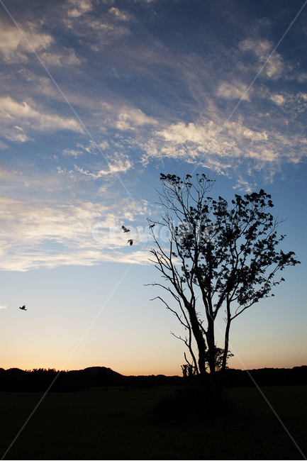 제주도,풍경,하늘,구름,노을,실루엣,새,나무,자연,jejuisland,jeju,제주,landscape,sky,cloud,sunset,wood,tree,bird,silhouette,nature