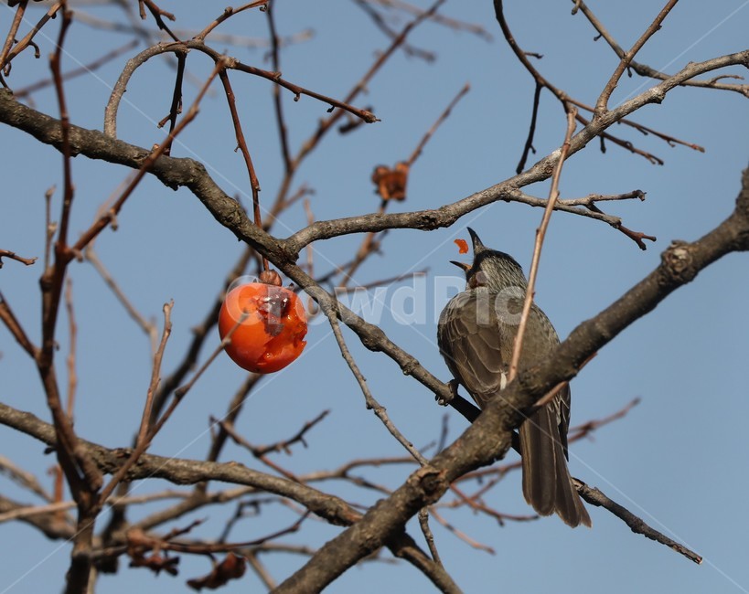 새,홍시,먹이,감나무,자연,동물,animal,조류,새,birds