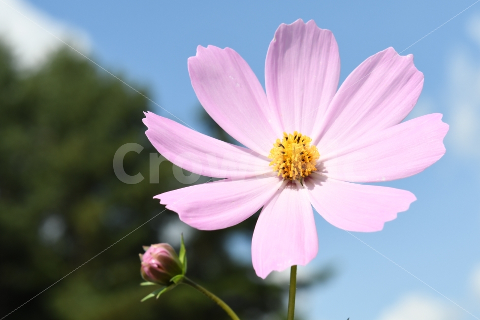 가을,풍경,코스모스,가을하늘,천고마비,가을,계절,fall,autumn,season,식물,자연,plants,nature,꽃,flower,plant