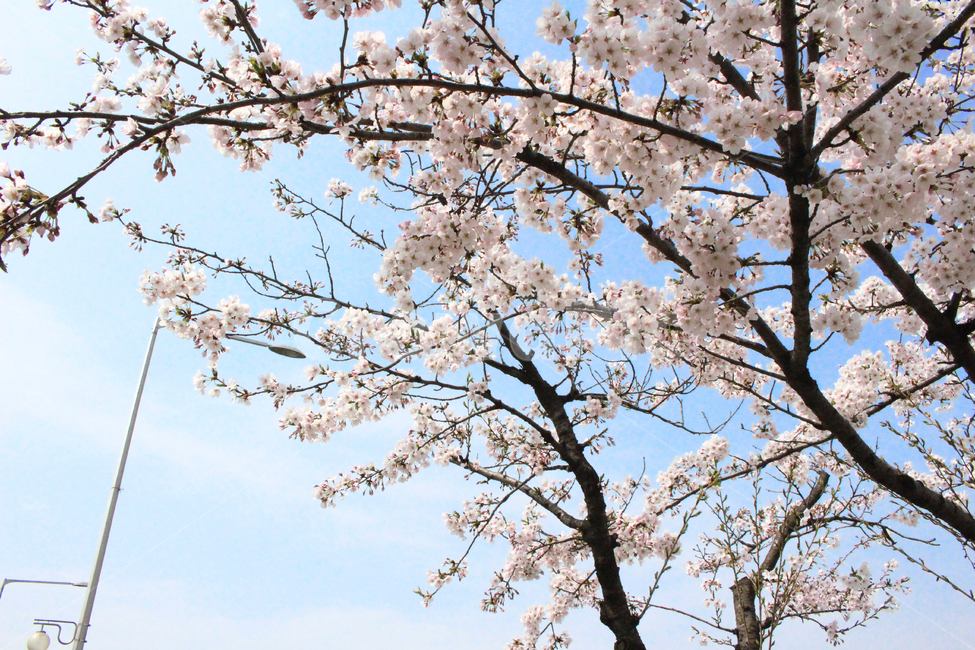 벚꽃,봄,spring,cherryblossom,여의도,식물,자연,plants,nature,꽃,flower