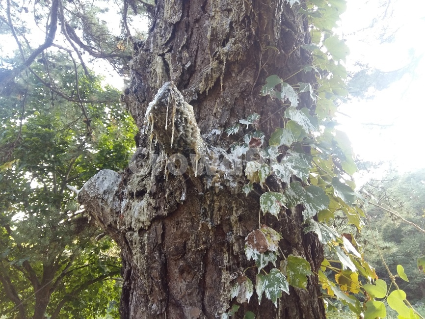 소나무,나무,송진,고송,자연,식물,자연,plants,nature,나무,trees,wood