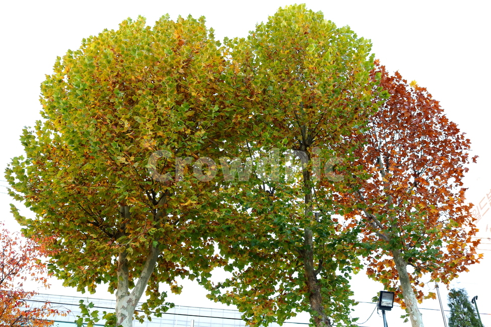 나무,단풍,단풍나무,자연,가을,나뭇잎,식물,가을,계절,fall,autumn,season,식물,자연,plants,nature,나무,trees,wood,tree,plant