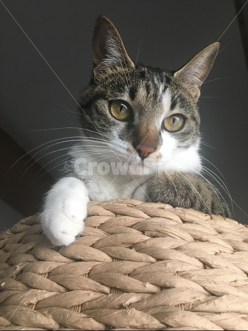 고양이,반려묘,동물,귀여움,길냥이,동물,animal,포유류,mammal,고양이,cat,kitten,kitty