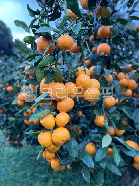 orange,citrus fruits,fruit,jeju island,Orange,food,tangerines