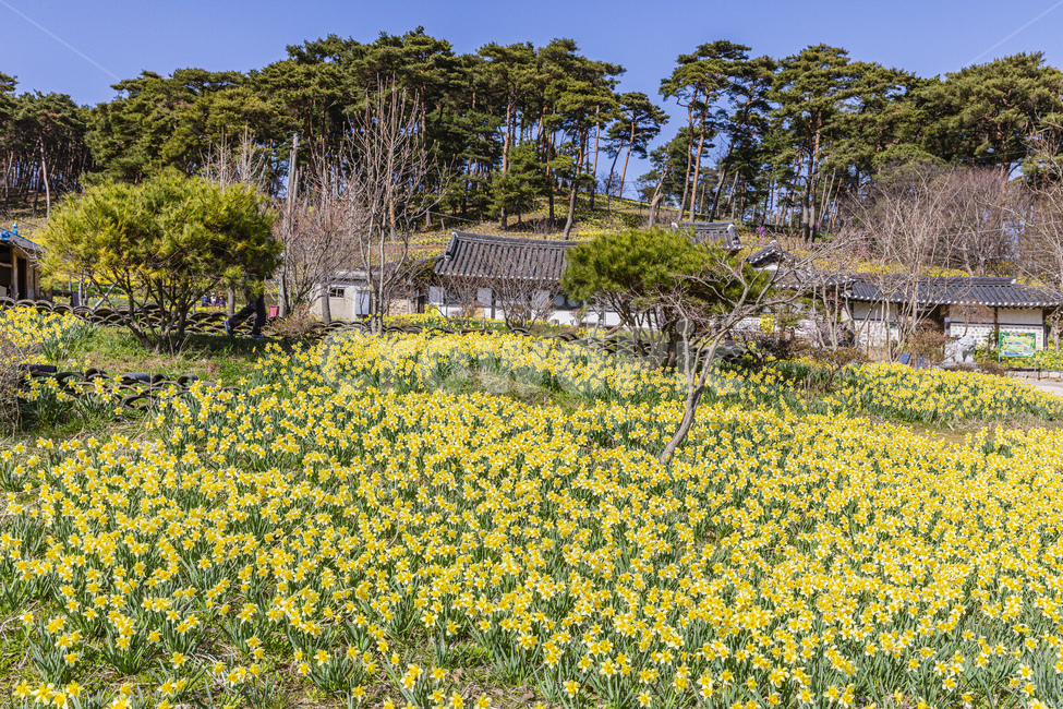 시골,꽃,수선화,하늘,전통가옥,flower,daffodil,sky,plant,tree,spring,park,garden,tilehouse,ruins,antique