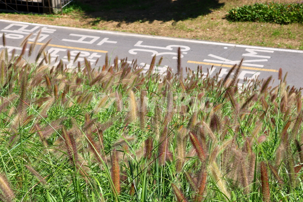수크령,길갱이,랑미초,식물,벼과,벼과식물,자연,식물,자연,plants,nature