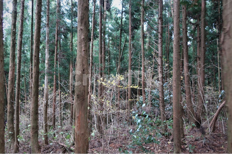 제주,삼나무,삼나무숲,숲속,나무,자연,숲길,휴양림,산림,산책