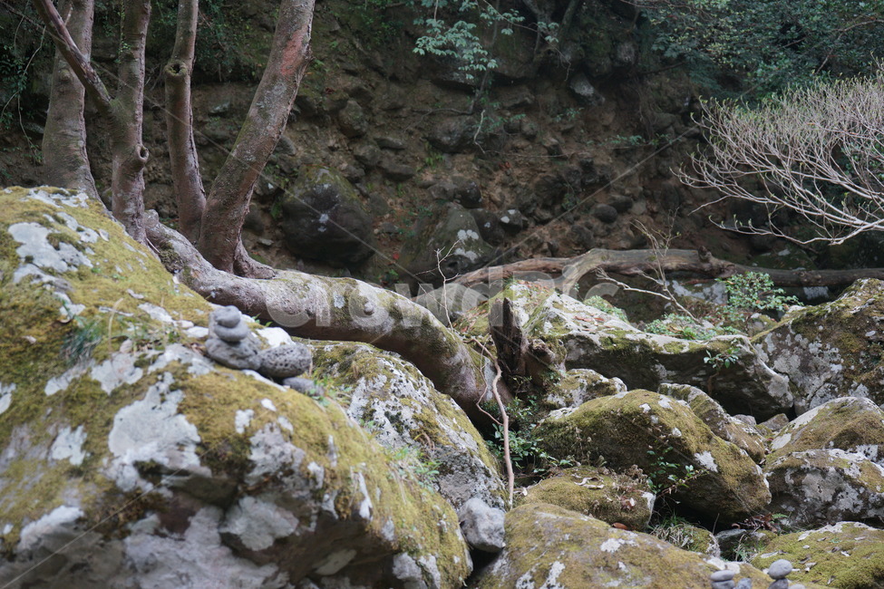 plant,식물,root,뿌리,이끼