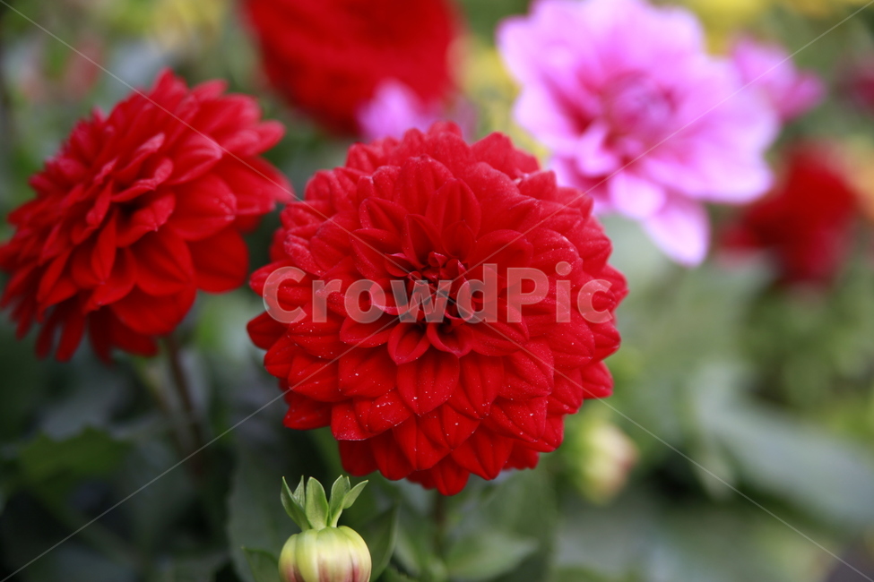 봄꽃,꽃,아름다움,봄소식,식물,클로즈업,식물,자연,plants,nature,꽃,flower