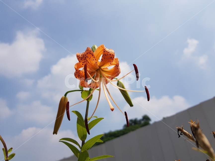 꽃,한송이꽃,참나리,나리꽃,flower,garden,예쁜꽃,가든,화려한,백합,순수,lily,하늘