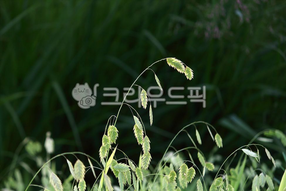 식물, plant, leaf, 잎, 사초, 사진,이미지,일러스트,캘리그라피 - benjamin작가
