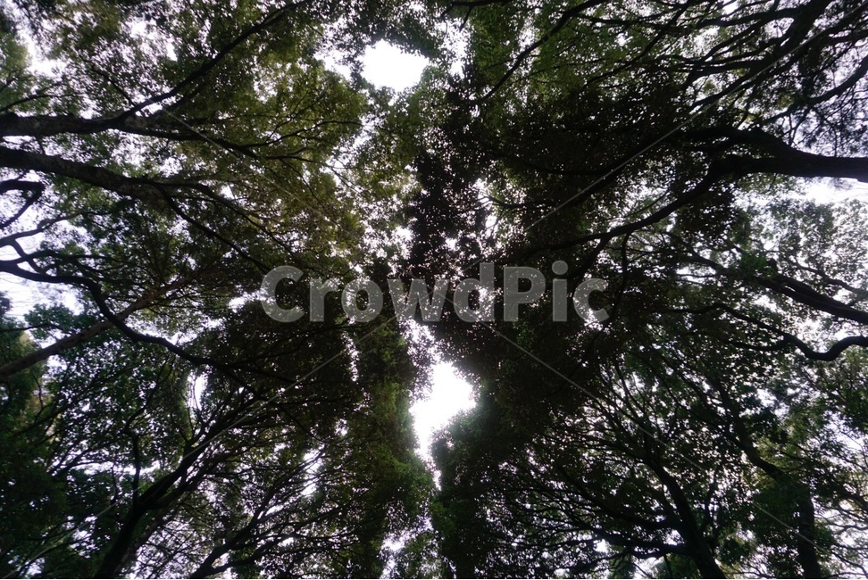자연,나무,원본,숲,봄,nature,tree,original,forest,spring,자연,풍경,nature,landscape,식물,plants,나무,trees,wood,light,빛,flare,플레어,sunlight,햇빛,plant