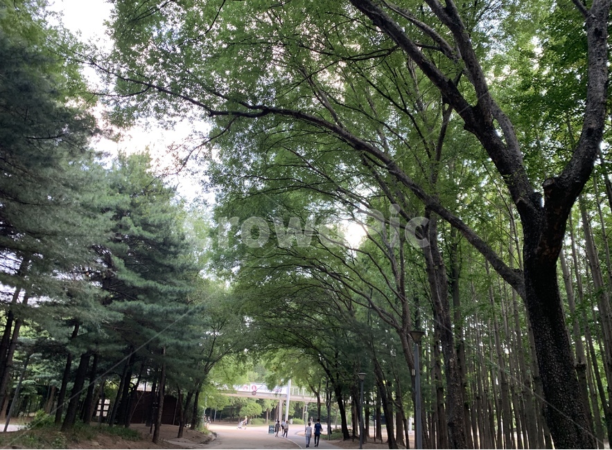 outdoors,garden,정원,숲,나무,길,자연,nature