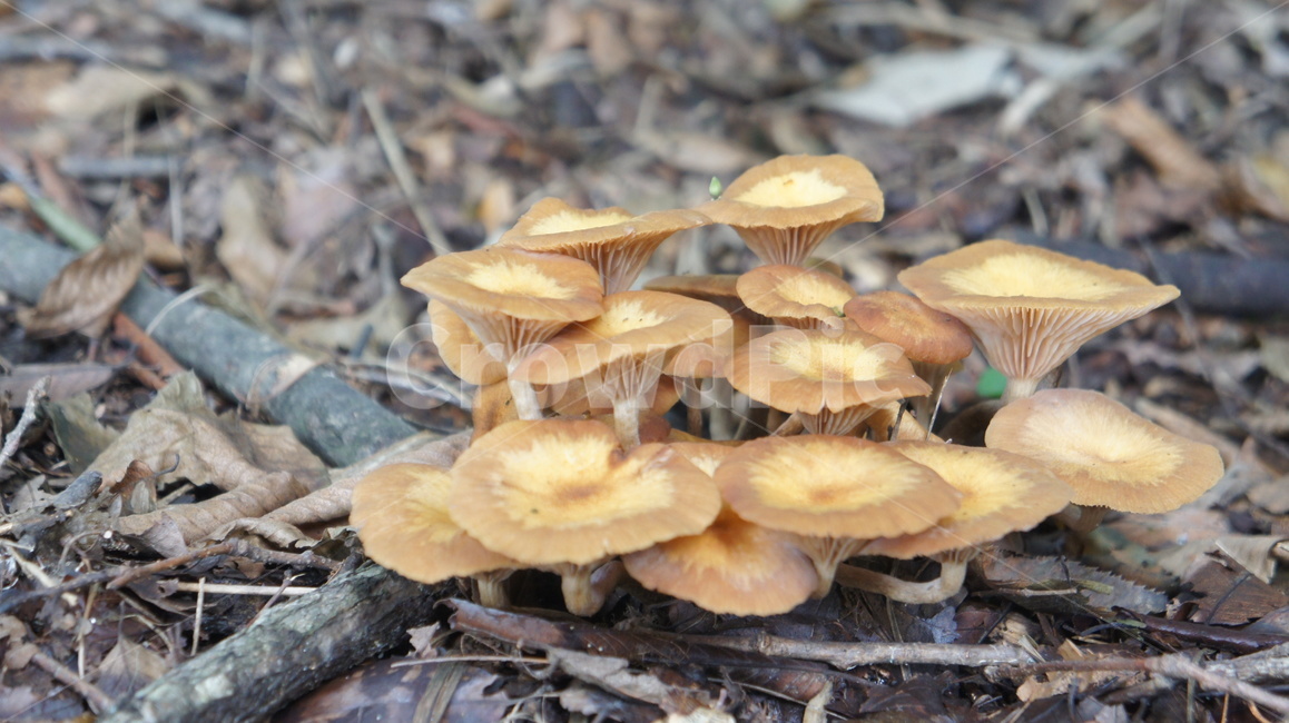 독버섯,낙엽,나뭇가지,노란버섯,비료,poisonmushrooms,fallenleaves,branches,yellowmushrooms,fertilizers,식물,자연,plants,nature,버섯,mushroom